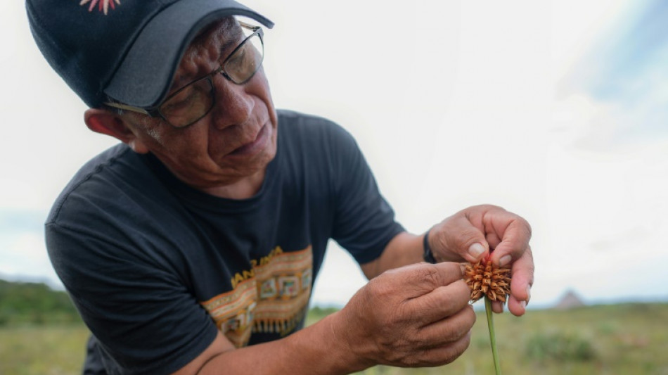 "Mauvaise herbe" deviendra grande: l'Inirida, une fleur amazonienne embl&egrave;me de la COP16