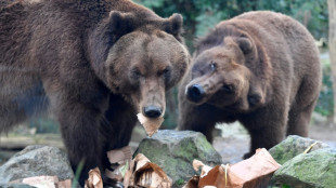 Cercas eléctricas, drones y perros protegen a los líderes del G7 de un ataque de osos