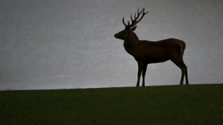 Zeitumstellung am Sonntag: Jagdverband warnt vor Wildunf&auml;llen