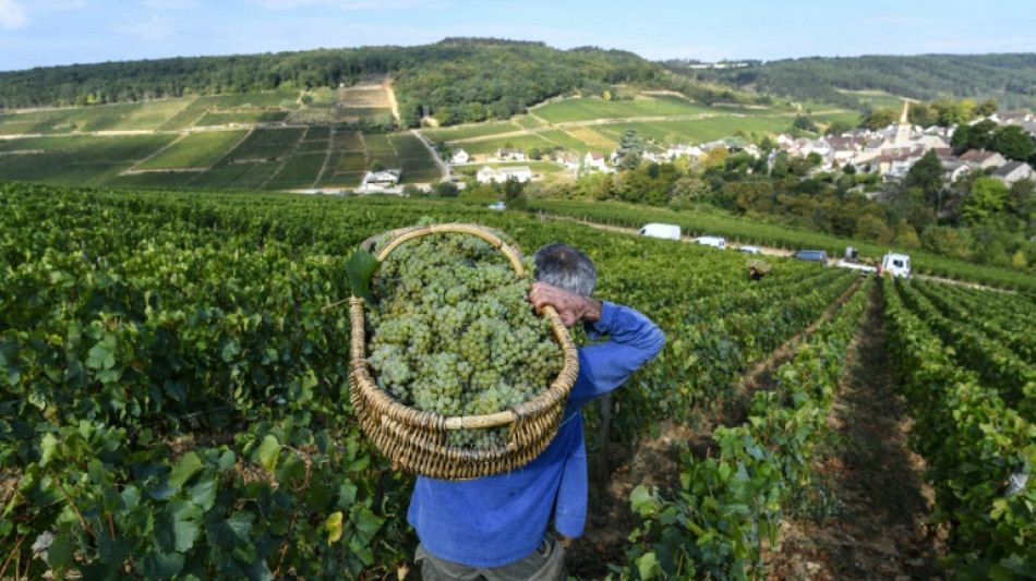 Frankreich: Cr&eacute;mant-Lese in Burgund beginnt wegen Hitzewellen so fr&uuml;h wie nie
