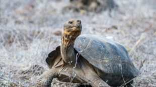 158 giant tortoises reintroduced to a Galapagos island