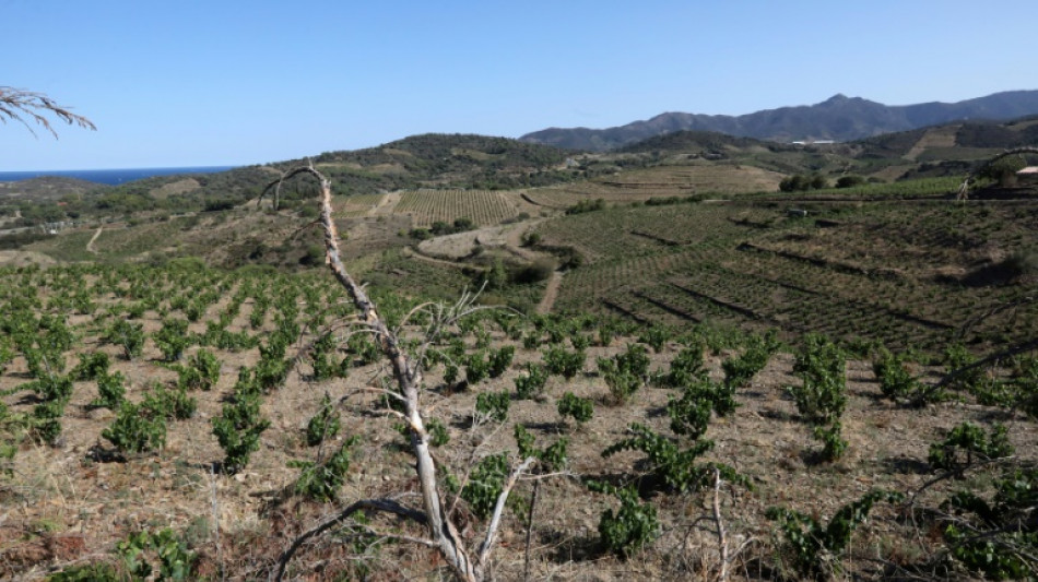 Faute de pluie, les vignerons des Pyr&eacute;n&eacute;es-Orientales craignent de maigres vendanges