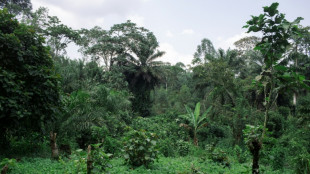 Gesetz gegen Abholzung: EU-Parlament beschlie&szlig;t Aufschub
