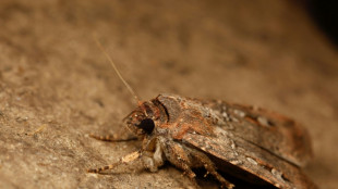 Una polilla australiana se guía por la Vía Láctea, según un estudio
