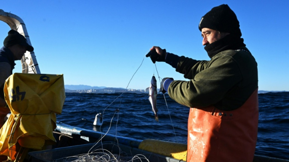 Au Chili, la pêche durable peine à sauver le merlu