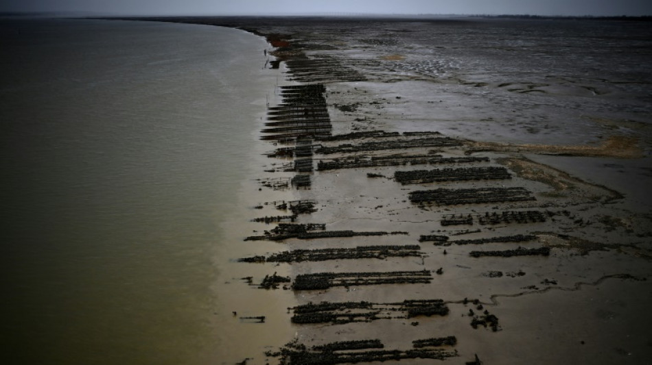 Climat: &agrave; Marennes Ol&eacute;ron, des hu&icirc;tres contraintes de s'&eacute;clipser l'&eacute;t&eacute;
