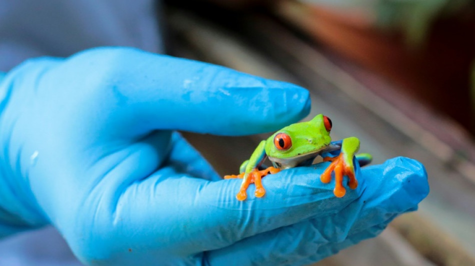 Ranas, boas y arañas por correo, el negocio de exportación de animales en Nicaragua
