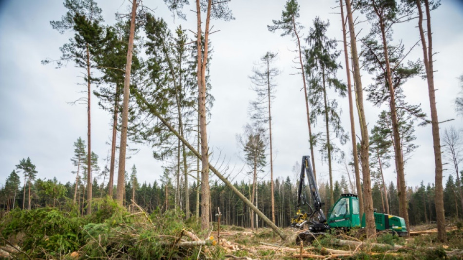 Waldbesitzer warnen nach St&uuml;rmen vor Spaziergang im Wald: "Lebensgefahr"