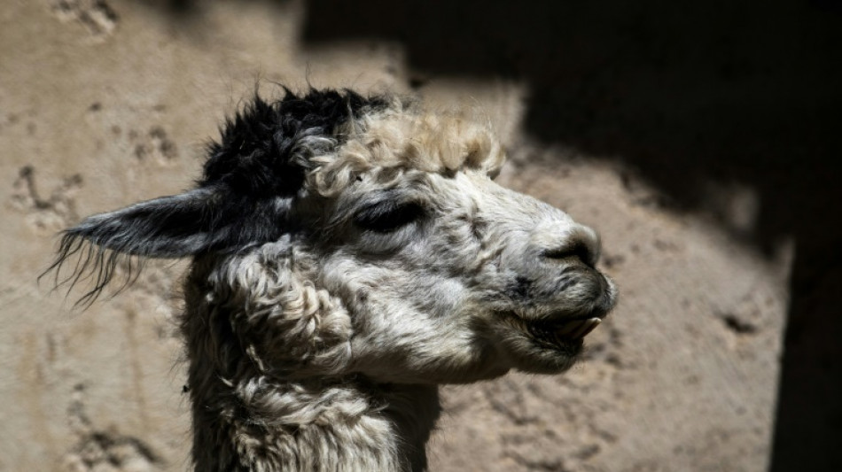 Polizei in Sachsen erwischt Fahrer mit K&auml;ngurus, Lamas und Tukan im Auto 