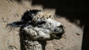 Polizei in Sachsen erwischt Fahrer mit K&auml;ngurus, Lamas und Tukan im Auto 