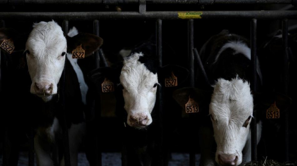 Bundesregierung beruft erstmals Tierschutzbeauftragte