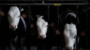 Bundesregierung beruft erstmals Tierschutzbeauftragte