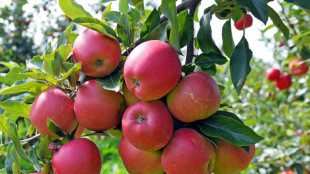 Unbekannte stehlen in Baden-W&uuml;rttemberg tonnenweise Obst und N&uuml;sse von B&auml;umen