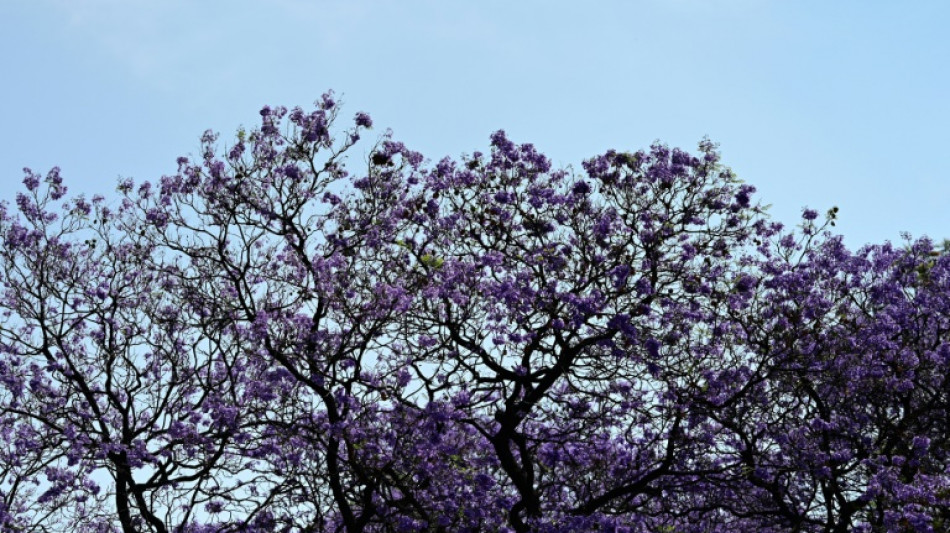 Les jacarandas en fleurs, l'h&eacute;ritage japonais qui embellit Mexico