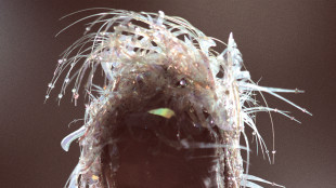 Miley Cyrus, fuori il nuovo album Something Beautiful