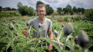 L'artichaut, l&eacute;gume en p&eacute;ril ? 