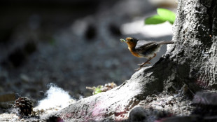 Zollbeamte entdecken in Baden-W&uuml;rttemberg 130 tiefgefrorene Singv&ouml;gel in Gep&auml;ck