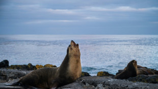 Victimes d'un si&egrave;cle de chasse intensive, les otaries d'Amsterdam se portent &agrave; nouveau bien