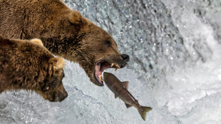 Coup d'envoi du concours des ours les plus gras d'Alaska