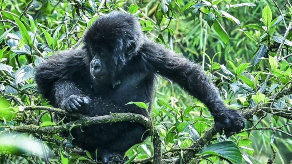 Overcrowding kills infant gorillas in Rwanda habitat