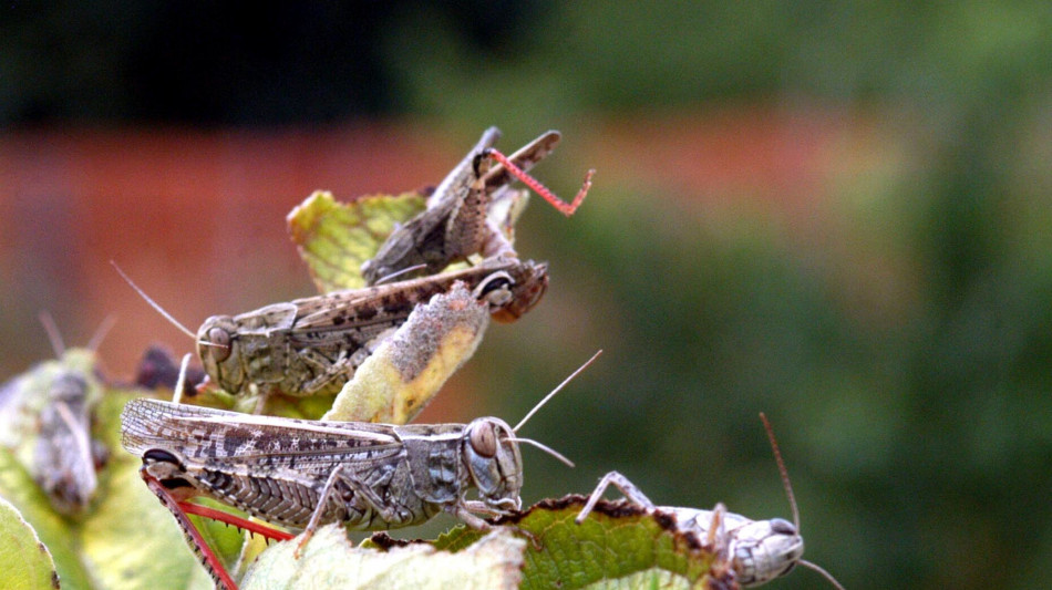 Ricostruiti gli antichi suoni emessi dagli insetti del Giurassico